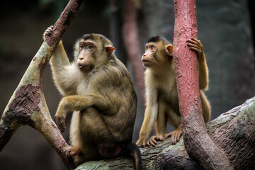 Photographs of primates, orangutans, monkeys, gorillas and apes