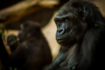 Photographs of primates, orangutans, monkeys, gorillas and apes