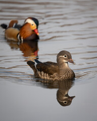 Mandarin Ducks Pair on Water