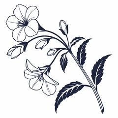 black and white impatiens flower