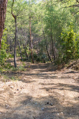 green forest in the ancient city of Phasels