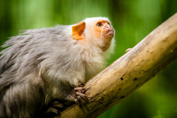 Photographs of primates, orangutans, monkeys, gorillas and apes