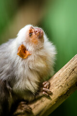 Photographs of primates, orangutans, monkeys, gorillas and apes