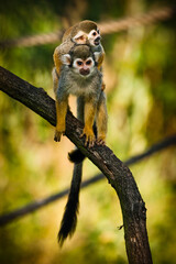 Photographs of primates, orangutans, monkeys, gorillas and apes
