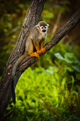 Photographs of primates, orangutans, monkeys, gorillas and apes