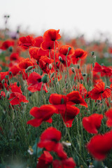 Obraz premium red poppy flowers
