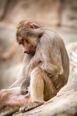 Photographs of primates, orangutans, monkeys, gorillas and apes