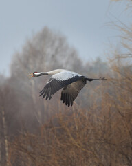 Common Crane Flying over Field