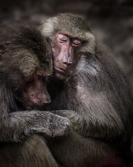 Photographs of primates, orangutans, monkeys, gorillas and apes
