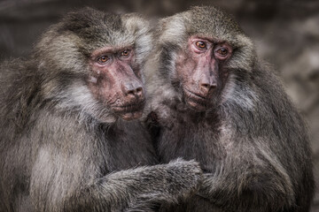 Photographs of primates, orangutans, monkeys, gorillas and apes