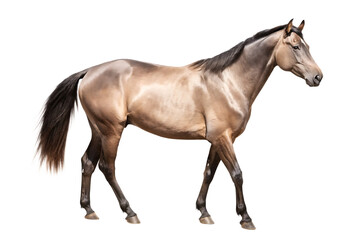 Obraz premium close up horse isolated on white background PNG