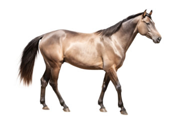 close up horse isolated on white background  PNG