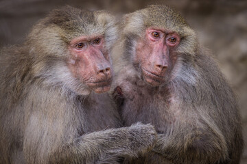 Photographs of primates, orangutans, monkeys, gorillas and apes