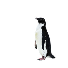 Obraz premium Majestic Little Penguin: Antarctic Wildlife Photography
