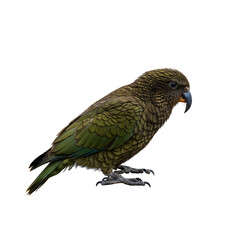 Obraz premium Kakapo Parrot: New Zealand Native Bird, Avian Wildlife Photography