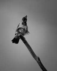 Hooded Crow on a Branch - Black and White Photo