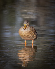 Mallard Duck Female Standing on Water