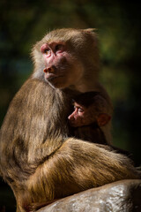 Photographs of primates, orangutans, monkeys, gorillas and apes