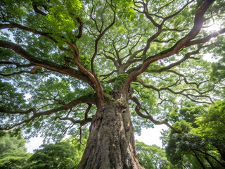 Obraz premium Ancient tree with sprawling branches reaching for the sky