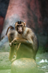 Photographs of primates, orangutans, monkeys, gorillas and apes