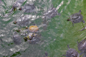 A group of turtles are swimming in a pond. The water is green and murky. The turtles are of different sizes and colors