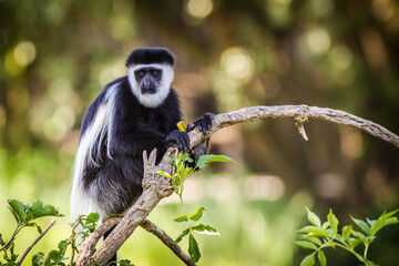 Photographs of primates, orangutans, monkeys, gorillas and apes