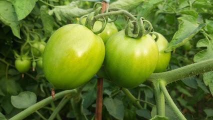 Tomato plants in greenhouse Green tomatoes plantation.