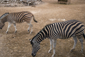 Yerevan, Armenia - March 17, 2024: A group of beautiful people. and well-groomed zebras in the Yerevan Zoo are eaten on the ground