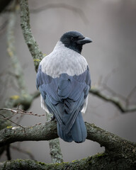 Hooded Crow on Branch Rear View