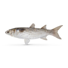 Fresh Grey Mullet Fish Side View isolated on transparent background