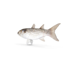 Fresh Grey Mullet Fish Side View isolated on transparent background