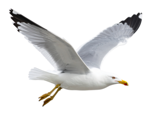 Side View of a Seagull in Flight with Curved Wings, Isolated PNG