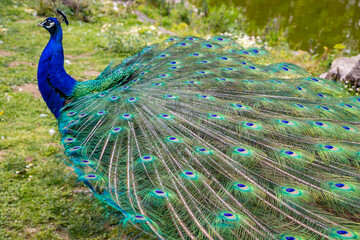 Obraz premium Peacock - peafowl with open tail, beautiful representative exemplar of male peacock in great metalic colors