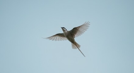 Obraz premium Minimalist Bird in Flight