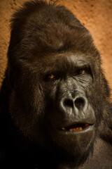 Photographs of primates, orangutans, monkeys, gorillas and apes