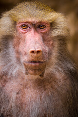 Photographs of primates, orangutans, monkeys, gorillas and apes