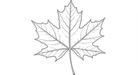 Detailed Line Drawing of a Maple Leaf in Full View