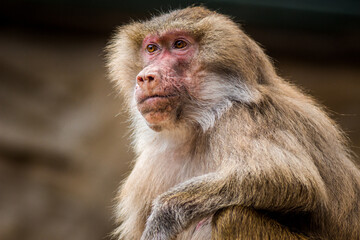 Photographs of primates, orangutans, monkeys, gorillas and apes