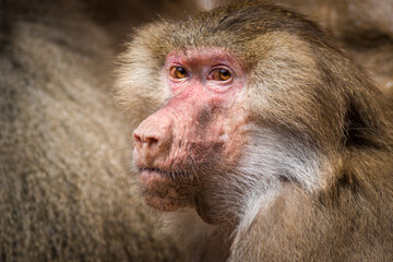 Photographs of primates, orangutans, monkeys, gorillas and apes