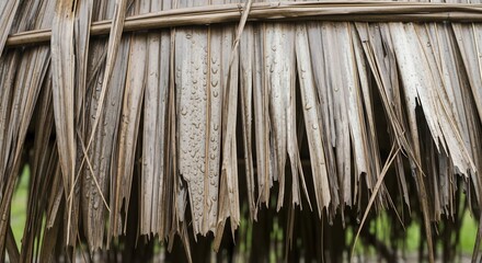 Tropical Thatch Roof Texture with Raindrops, Detailed Natural Architecture and Weathered Surface