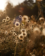 Dandelions with Morning Dew