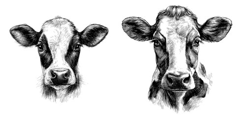 Plakat Modern illustration of a cow portrait, featuring a calf head in black sketch isolated on a white background