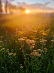 Stunning sunset over wildflowers in a summer field, vertical background with copy space