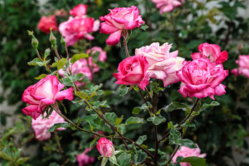 Rosebush with roses in spring.