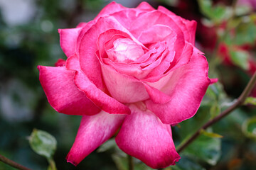 Close-up of the pink flower of a rose bush.