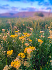 Beautiful vertical nature background with yellow wildflowers and distant hills at sunset