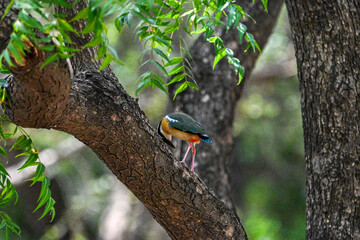 Indian Pitta sitting on a Tree