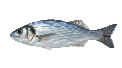 Obraz premium Realistic close up of a single fish with detailed scales fins and tail isolated against a white background for various design projects