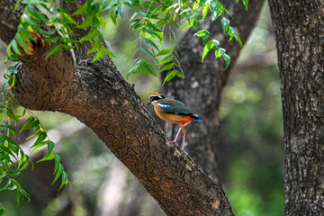 Indian Pitta sitting on a Tree