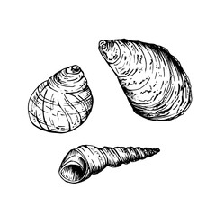 A set of seashells. A rounded snail shell, a larger curved conch and a slender tapered spiral shell. Sketch in line art style painted by black inks. Hand drawn vector illustration isolated on white.